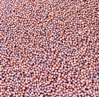 RAGI MILLETS view 3