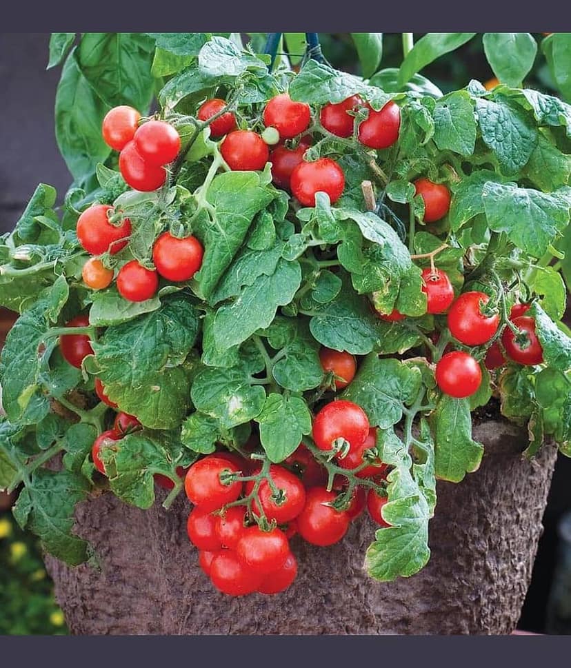 homeagro - Tomato Vegetable ( 100 Seeds )