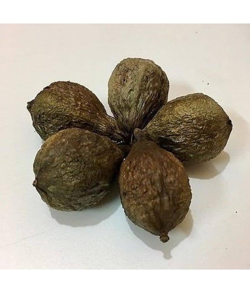 Nutrixia Food Samudraphal समुद्रफळ Barringtonia Acutangula Samudra Fhal\n 100 gm