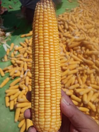 Maize - 1 kg - Pack of one
