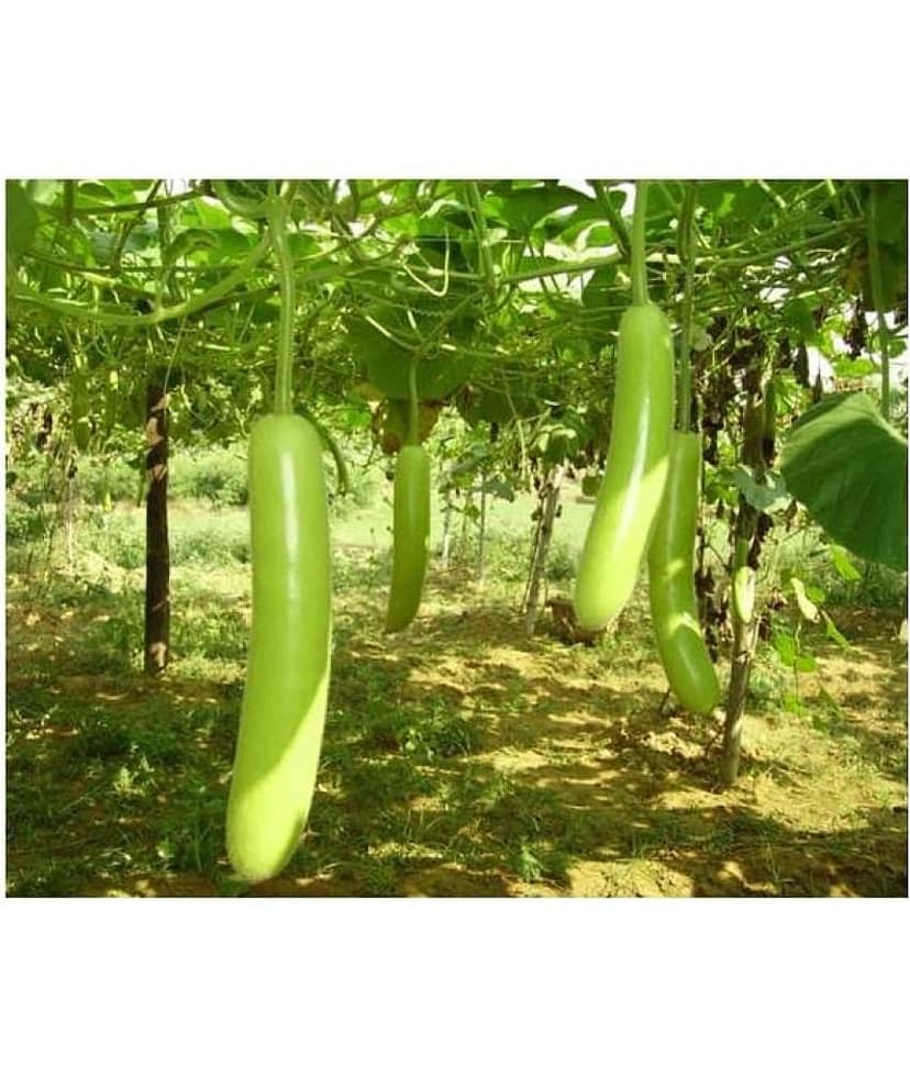 Bottle Gourd (Lattu Ghiya - Dhari Loki) Seed (Pack of 10 Seed )