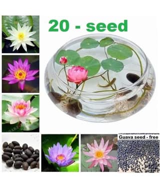 Lotus Flower Mixed Colour Seeds - 20 seed - Suitable for Home and Garden + Guava seed free ( 10 seed ) + Instruction Manual