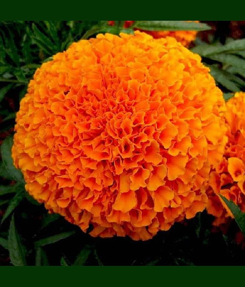 Marigold orange seeds (Open Pollinated) Pack of 50 Seeds