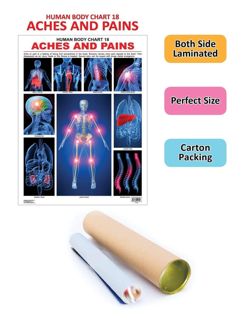 The Pains Wall Chart (Human Body Chart) - Both Side Hard Laminated (Size 48 x 73 cm) [Poster] Dreamland Publications [Poster] Dreamland Publications view 2