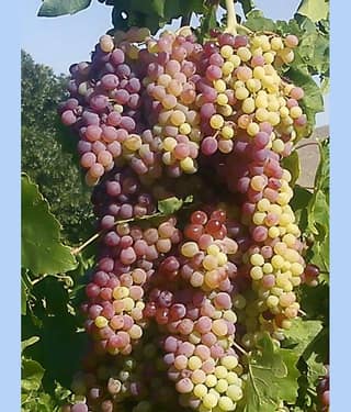 homeagro - Black Grape Fruit ( 20 Seeds )