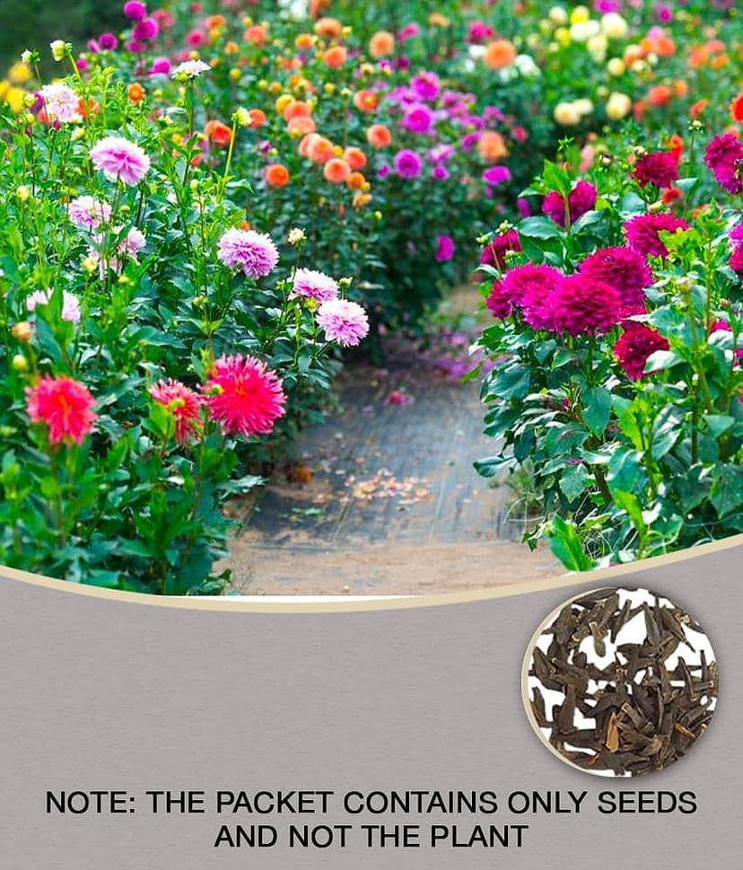 homeagro - Dahlia Mixed Flower ( 25 Seeds )