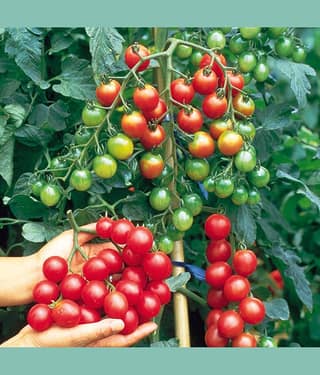 homeagro - Tomato Vegetable ( 100 Seeds )