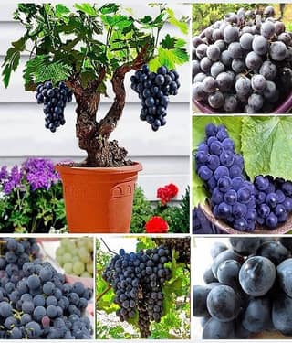 20 Seeds Witch Finger Grape Vine Seeds Juicy Fruit Seeds