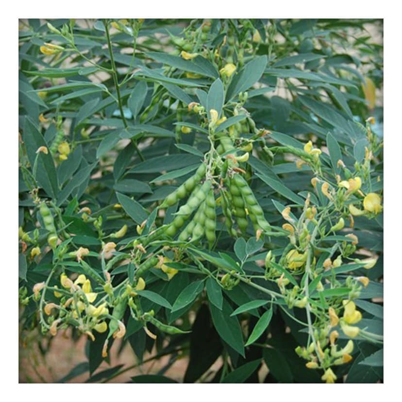 Unpolished Desi Arhar Dal (SplitRahar or Tur or Pigeon Pea)500g view 7