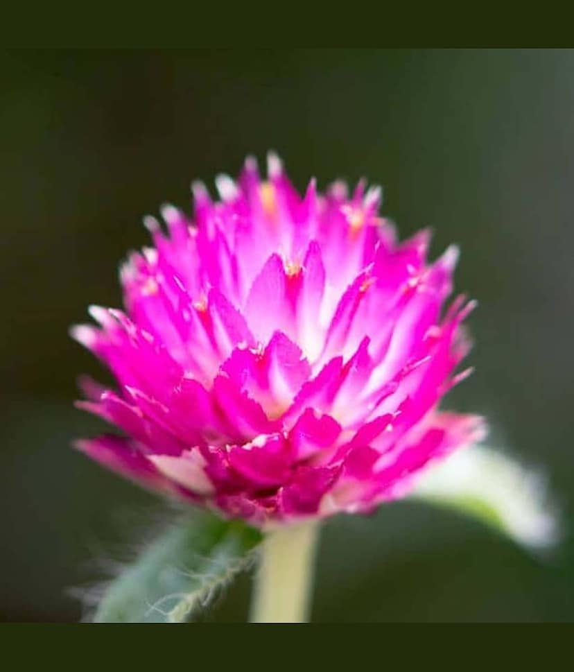 Gomphrena purple seeds Flower 20 Seeds view 2
