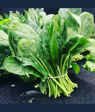 Jignisha Seeds Palak Vegetable ( 200 Seeds )