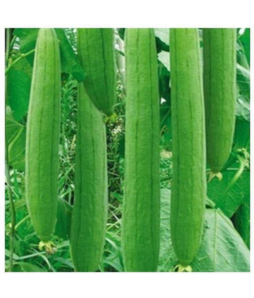 preji Gardens Rare imported F1 hybrid sponge Gourd Seeds 20 seeds