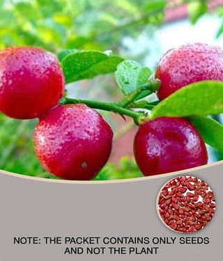 homeagro - Lemon Vegetable ( 10 Seeds )