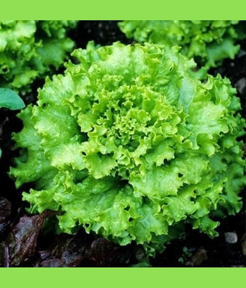 homeagro LETTUCE GRAND RAPIDS(50+ SEEDS)