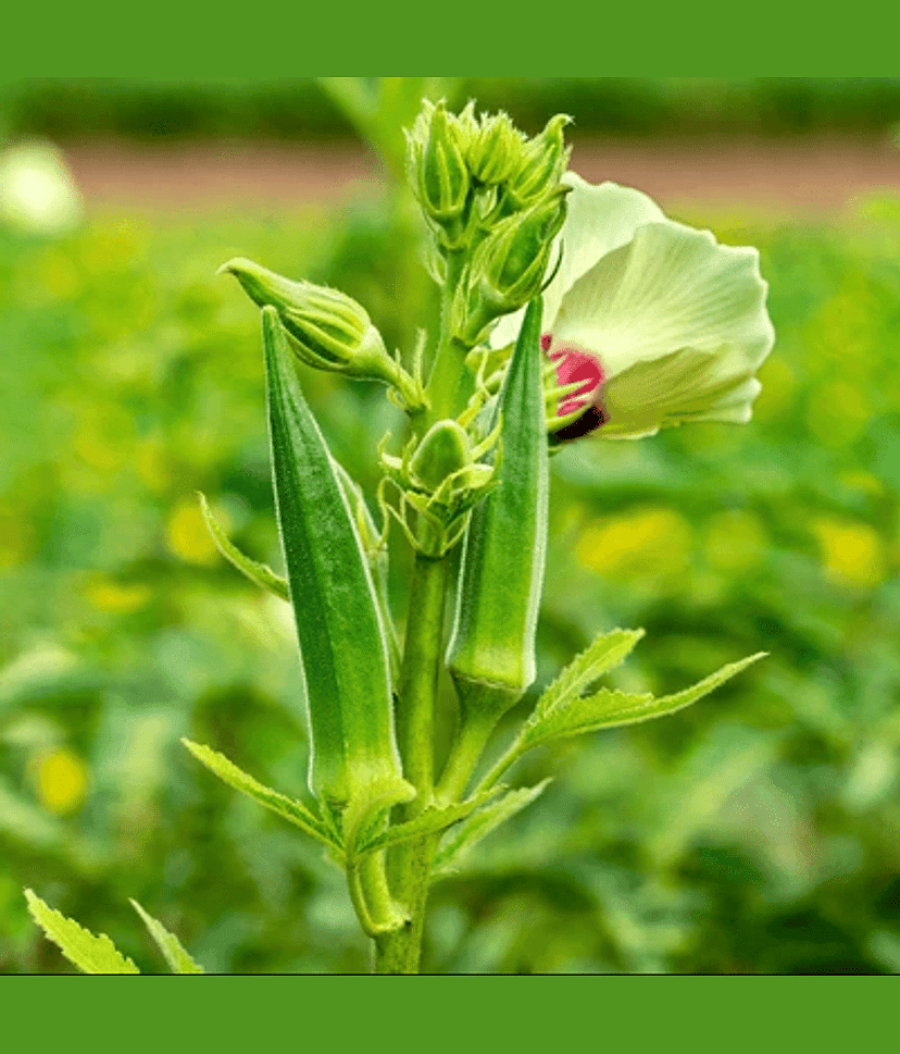 Green Okra Ladyfinger (Bhindi ke beej) Vegetable Seeds Pack Of 50 | Organic | for Planting in Home Kitchen Terrace Balcony Gardening view 2