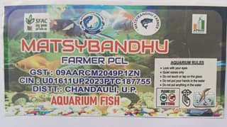 Goldfish (Coloured Aquarium Freshwater Fish)