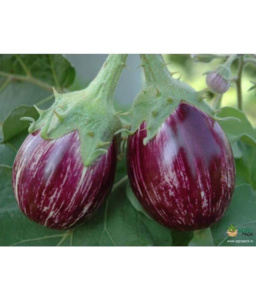 homeagro - Brinjal Vegetable ( 100 Seeds ) view 2