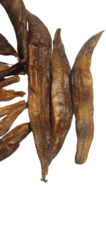 Dried Chingri/Jhinga (Shrimp) view 5