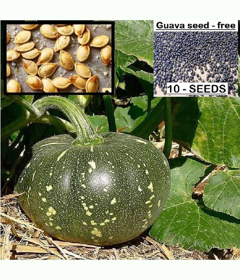 homeagro - Pumpkin Vegetable ( 10 Seeds )