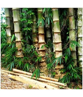 SHOP 360 GARDEN Dendrocalamus strictus / Male bamboo / Solid bamboo / Calcutta bamboo Seeds - Pack of 20 Seeds