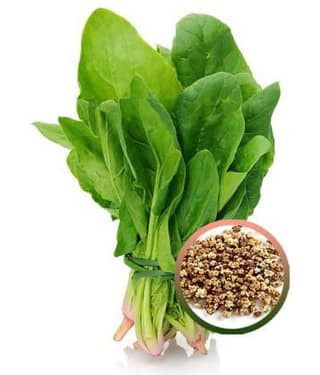 Joycity Palak- (All Green) Spinach Organic Vegetable Seeds (500 Seeds+ per packet)