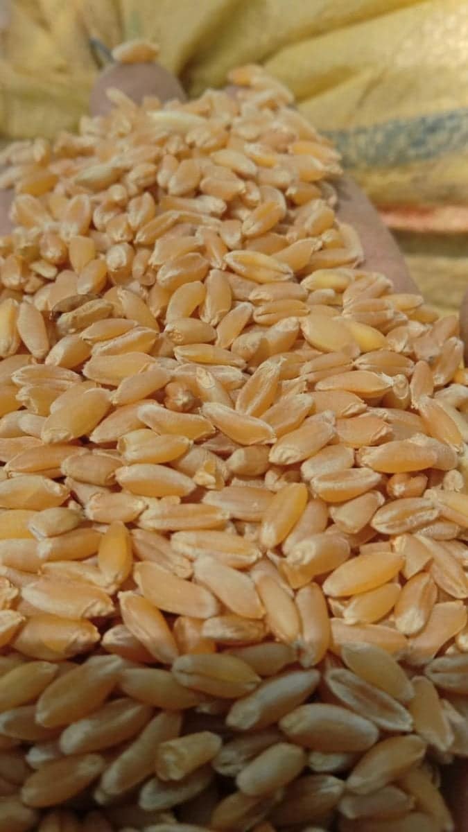 Bansi Wheat (Bhakshi Gehu) | Natural Whole Grain | Everyday Cooking