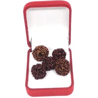 5 Mukhi Rudraksha ( 5 Piece Set )