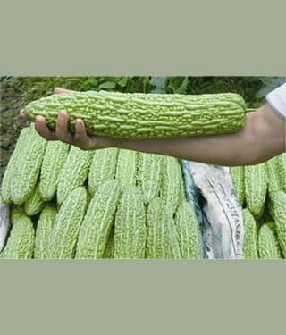 Chinese Big Bitter Gourd Vegetable Seeds 10 Pcs Packet