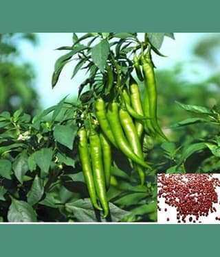 homeagro CHILLI NO-4 HYBRID VEGETABLE SEEDS (50 S