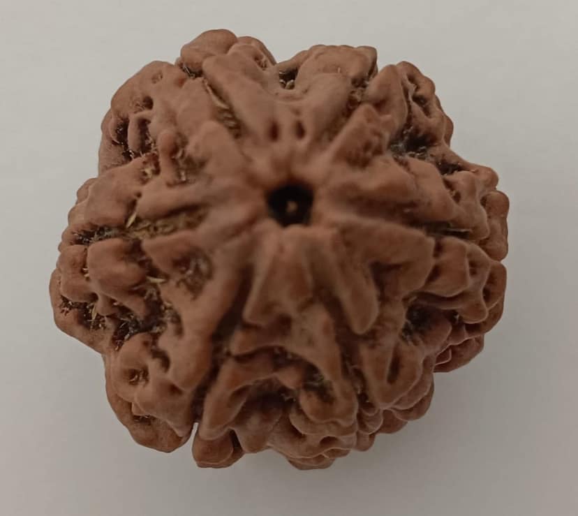 6 mukhi Rudraksh view 2