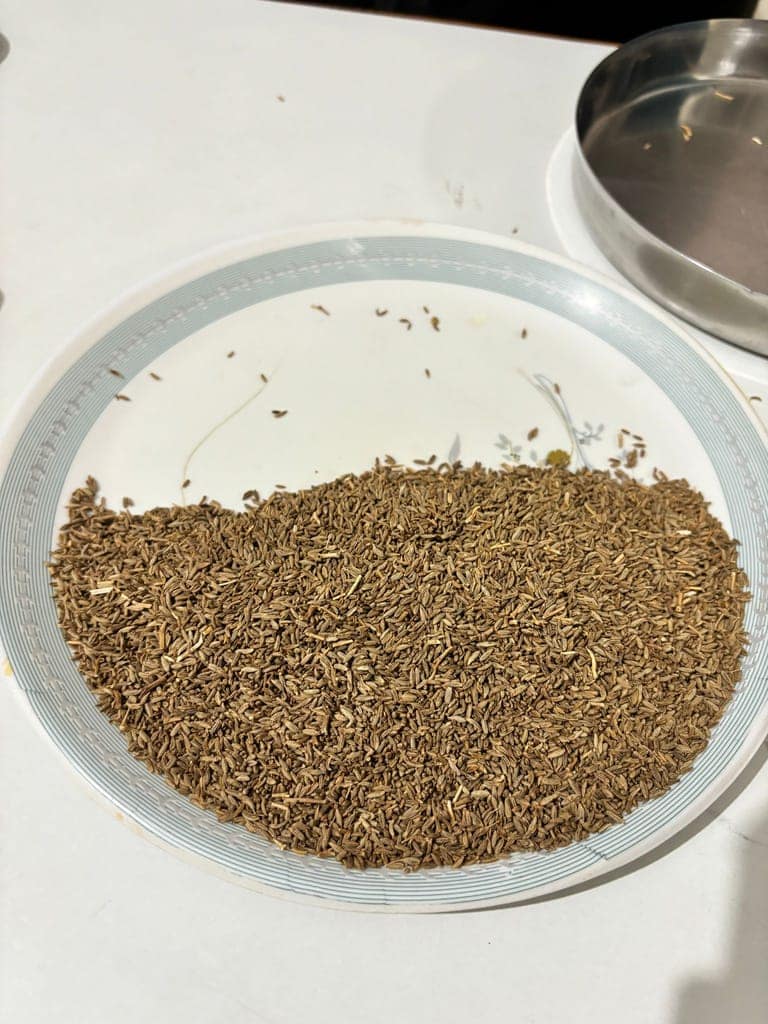 Cumin view 2