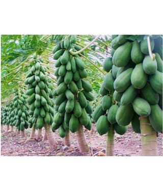 Papaya Seeds thai big red Variety Dwarf Fruit 50 seeds + Instruction Manual