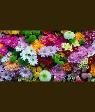 homeagro - Chrysanthemum Flower ( 50 Seeds )