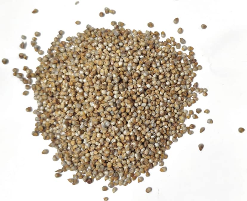 Organic Bajra | 100% Natural | Gluten-Free | High in Fiber | Rich in Nutrients | Healthy Food | 1kg view 3