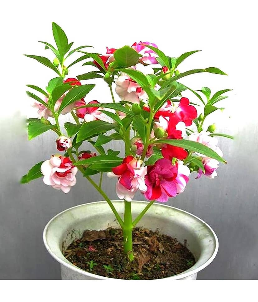 homeagro - Balsam Mixed Flower ( 20 Seeds )