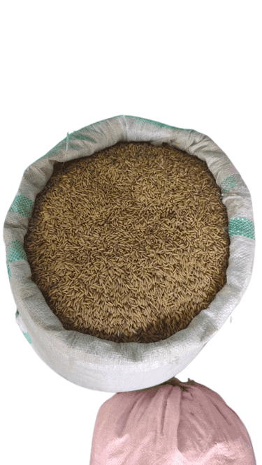 Paddy view 2
