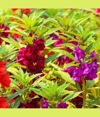 homeagro - Balsam Mixed Flower ( 20 Seeds )