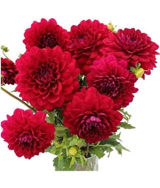 Dahlia Flower Seeds