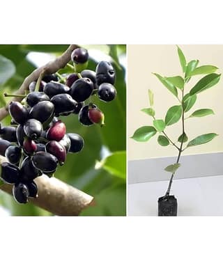 Cloud Farm Outdoor Fruit Plant ( Pack of 1 )