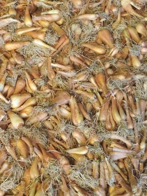 Kashmiri Organic Pran (Shallot) view 2