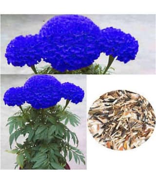 AGREY BLUE MARIGOLD FLOWER SEEDS 30 SEEDS
