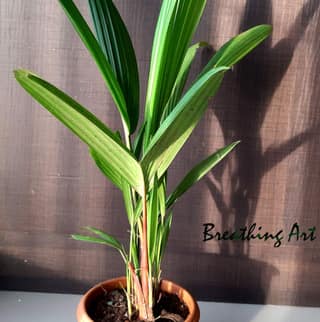 Breathing Art - Red Palm/Lipstick Palm (M)