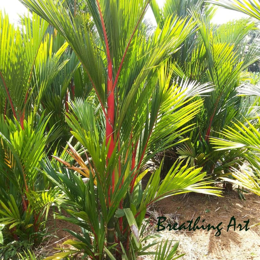 Breathing Art - Red Palm/Lipstick Palm (M) view 2
