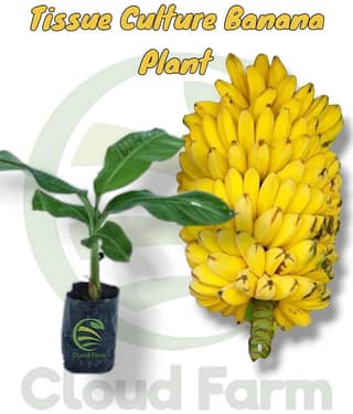 Cloud Farm Outdoor Fruit Plant ( Pack of 1 )