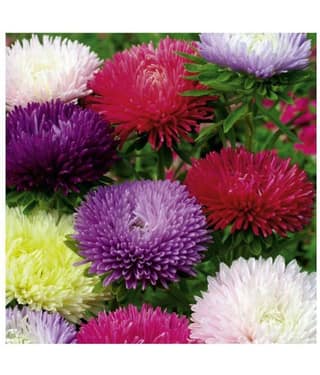 ASTER PRINCESS MIX FLOWER SEEDS - PACK OF 40 SEEDS