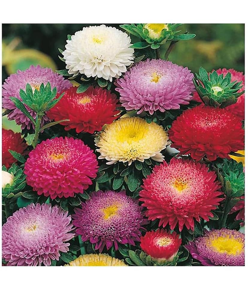 ASTER PRINCESS MIX FLOWER SEEDS - PACK OF 40 SEEDS view 2