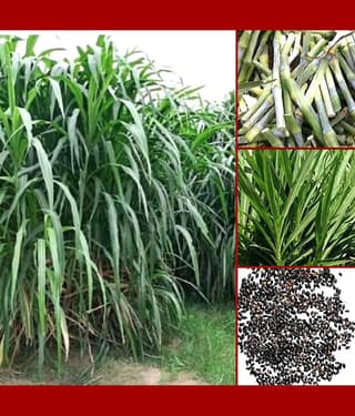 SUPER NAPIER GRASS Seed (APPROX 500 SEEDS per packet)