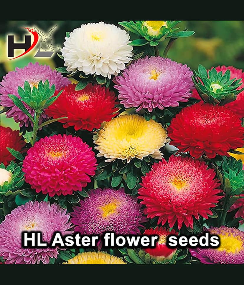 HL. Aster Double mix color Seed / Like Dahlia Seeds view 2