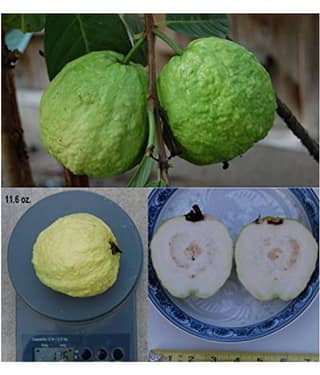 Azalea Gardens indoor Dwarf Large White Guava sweet fragrance fruit Seeds, 40 Seeds