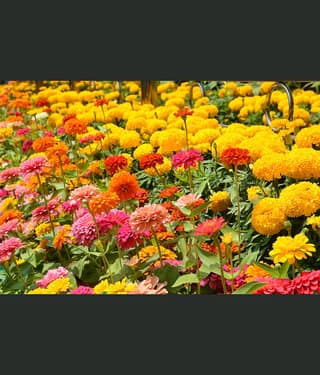 homeagro - Zinnia Mixed Flower ( 20 Seeds )